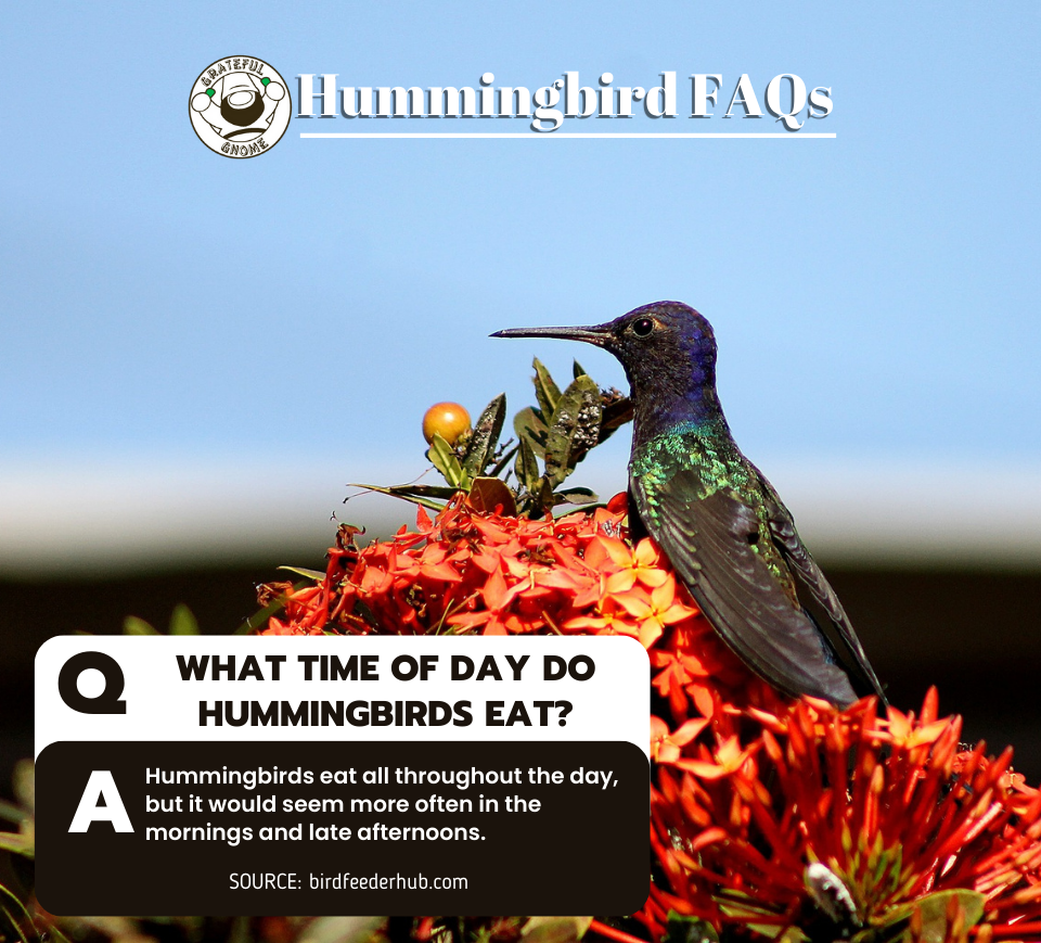 Hummingbird FAQs – Grateful Gnome
