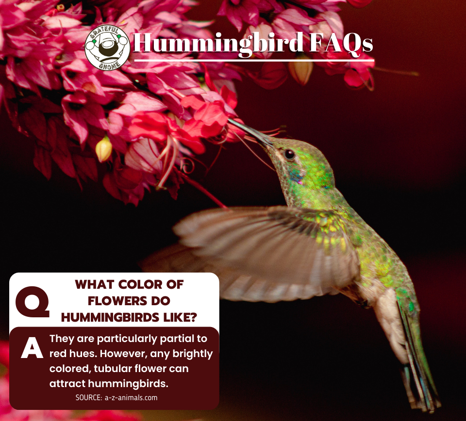 Hummingbird FAQs – Grateful Gnome