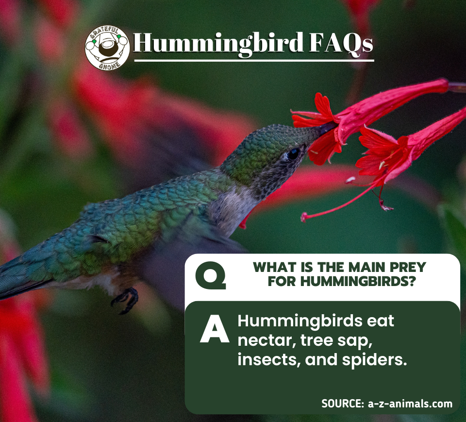 Hummingbird FAQs – Grateful Gnome