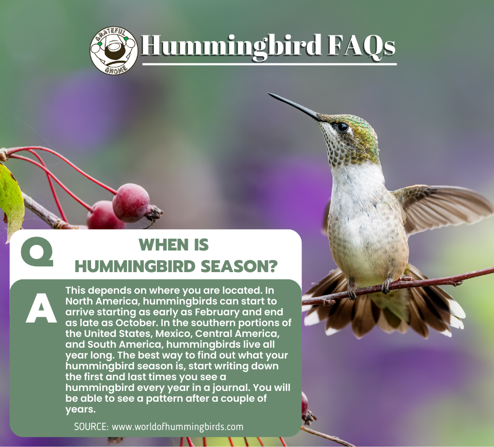 Hummingbird FAQs – Grateful Gnome