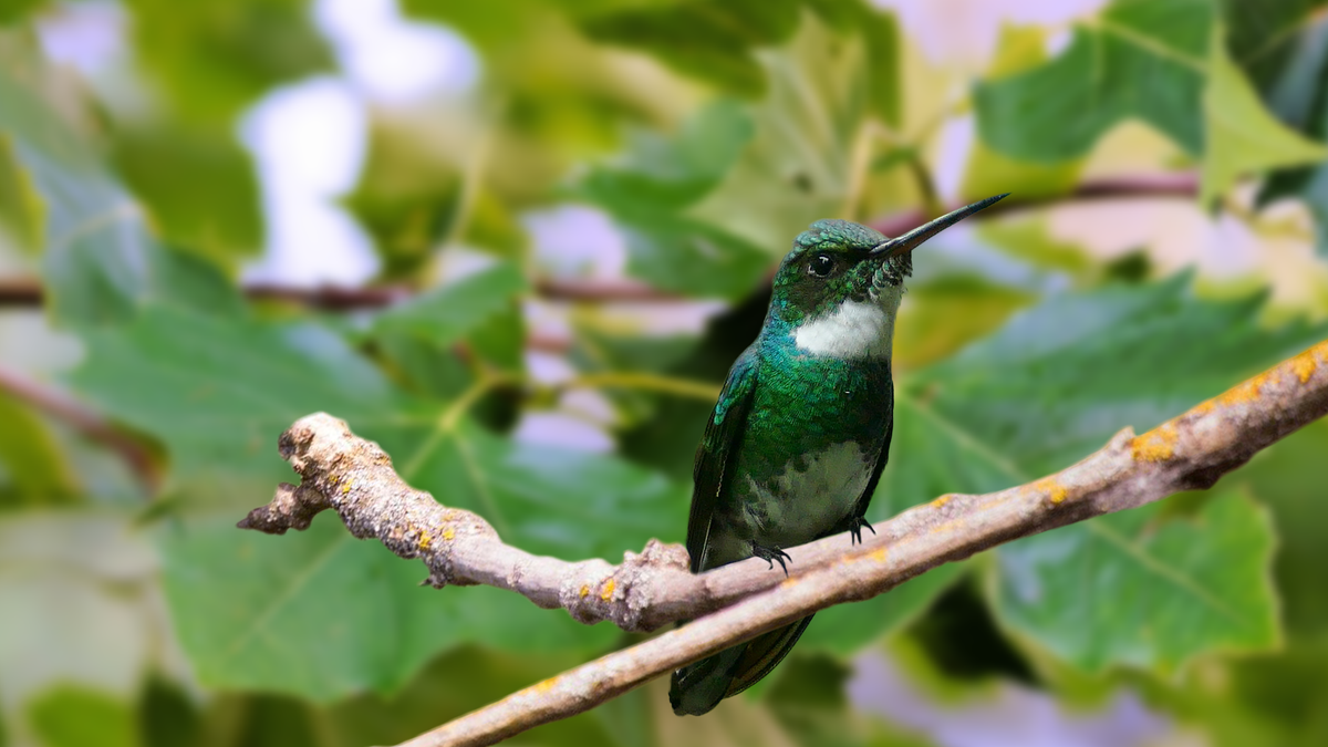 White-Throated Hummingbird – Grateful Gnome