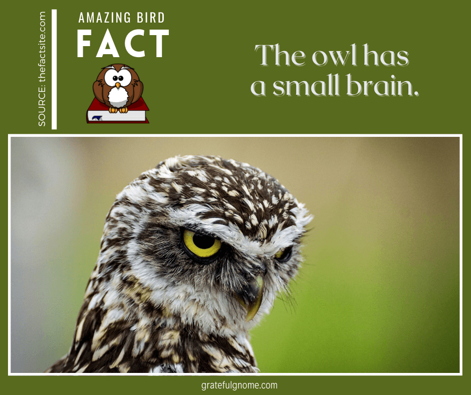 Amazing Bird Fact – Grateful Gnome