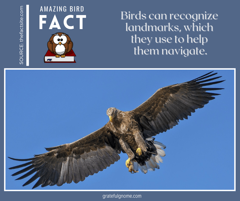 Factcheck Bird Amazing Bird Fact – Grateful Gnome