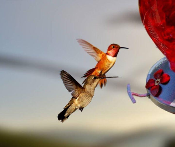 Attracting Hummingbirds... a great way to start the New Year!!!