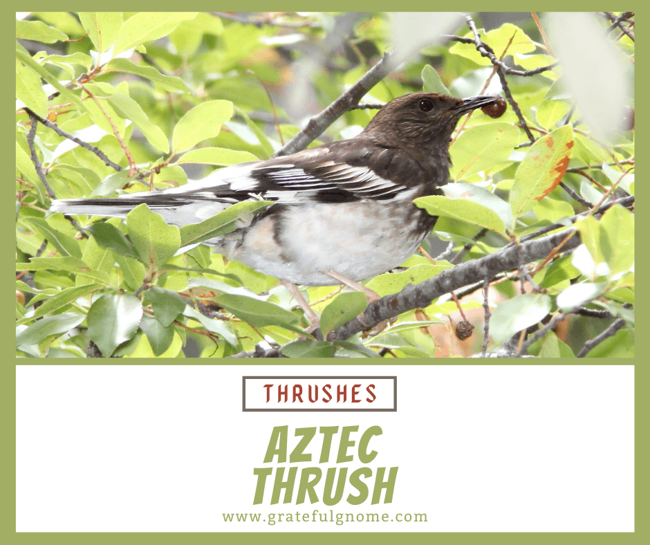 Aztec Thrush – Grateful Gnome