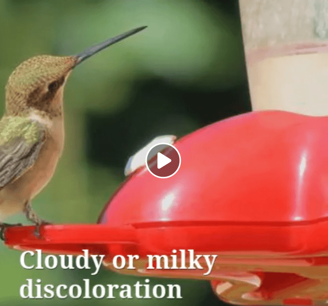 Bad Nectar is Dangerous for Hummingbirds – Grateful Gnome
