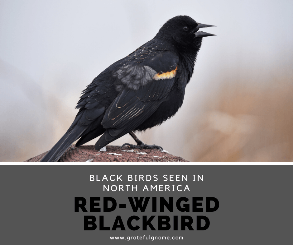 Black Birds Seen in North America - Red-Winged Blackbird – Grateful Gnome