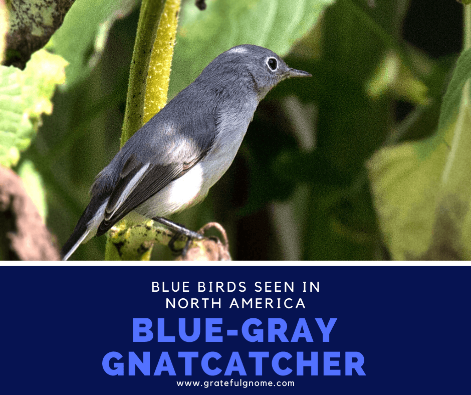 Blue Birds Seen in North America - Blue Jay – Grateful Gnome