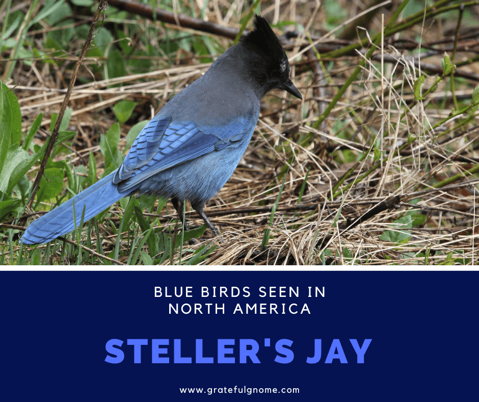 Summit Outside – Steller's Jay: not your ordinay blue bird