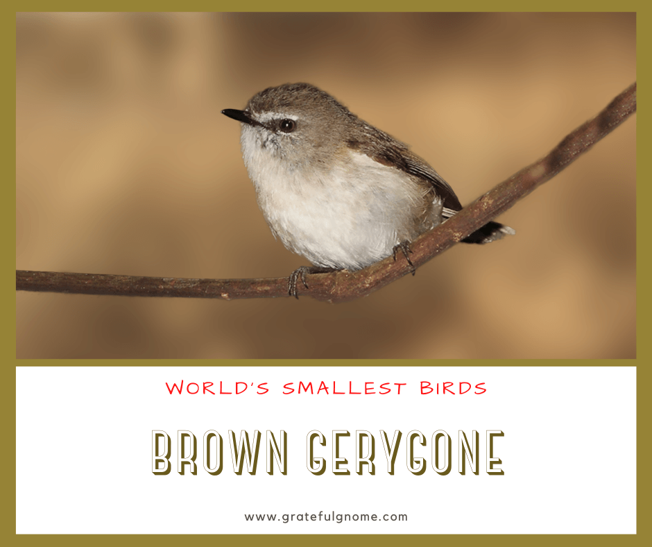 Brown Gerygone (World's Smallest Birds) – Grateful Gnome