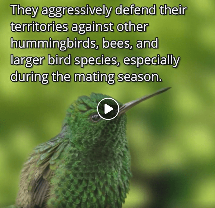 Copper-Rumped Hummingbird Facts – Grateful Gnome