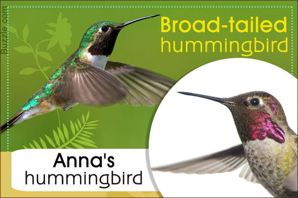 Different Types of Hummingbirds With Pictures That Nature Was Hiding