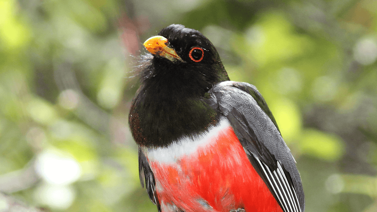 Elegant Trogon – Grateful Gnome