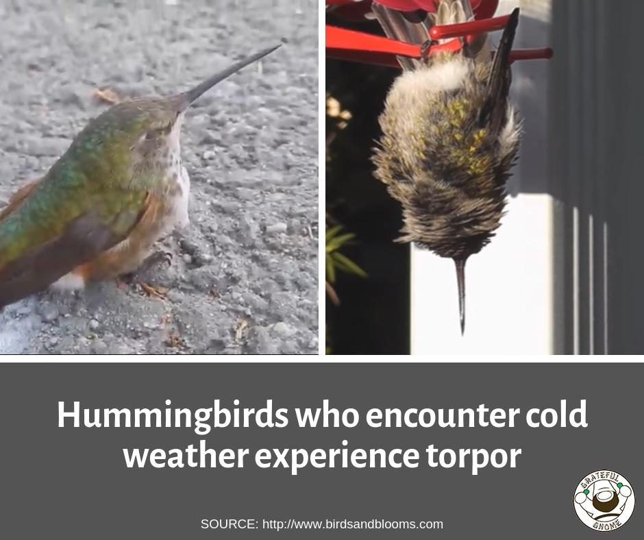 Hummingbird In Fall Fascinating Facts About Hummingbird Migration in Fall – Grateful Gnome