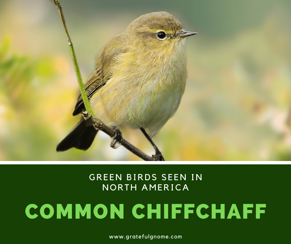 Chiffchaff Invention Common Chiffchaff
