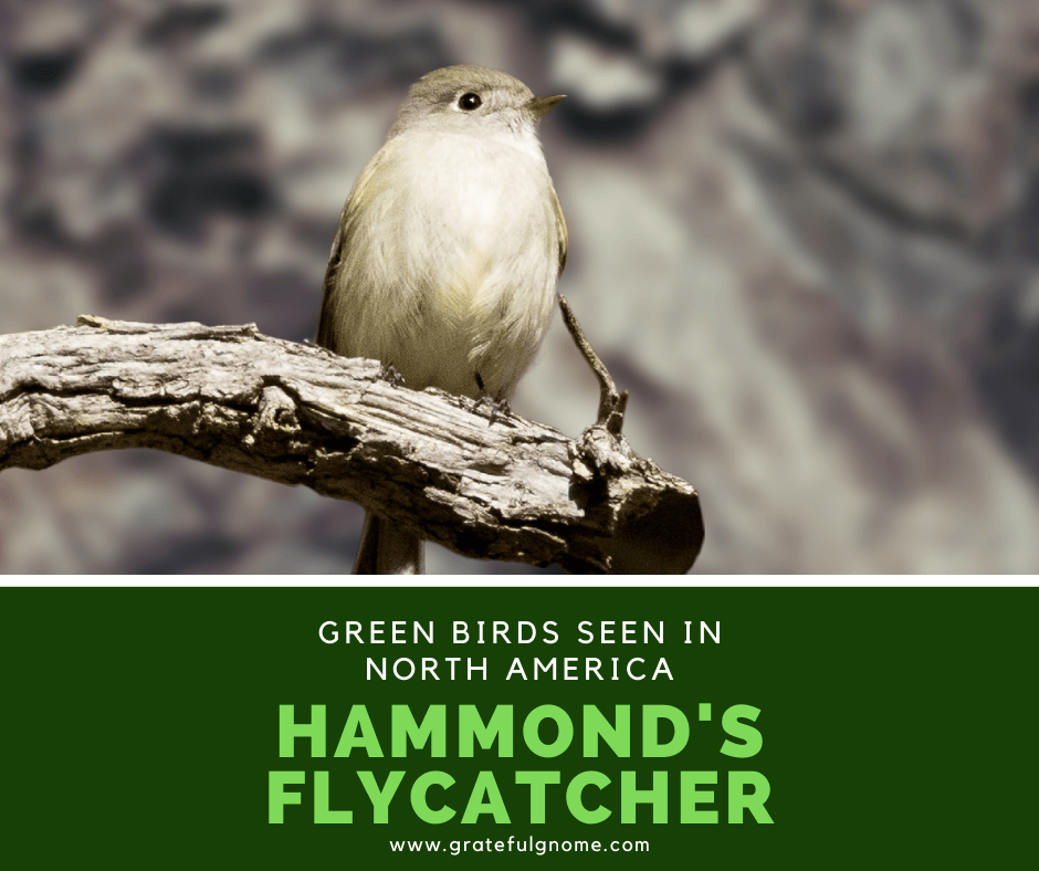 Hammond's Flycatcher – Grateful Gnome