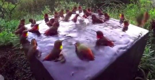 Hidden Camera Catches 30 Hummingbirds Gathering for an Amazingly Rare ...