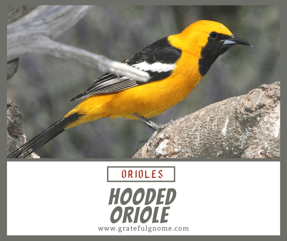 Hooded oriole - Wikipedia