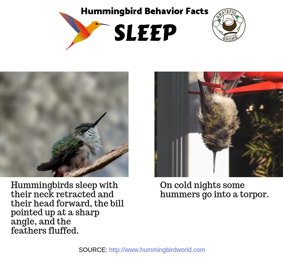 Hummingbird Behavior Facts Grateful Gnome