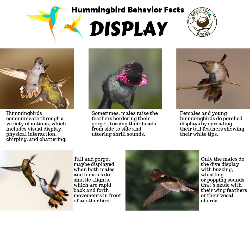 Hummingbird Behavior Facts Grateful Gnome