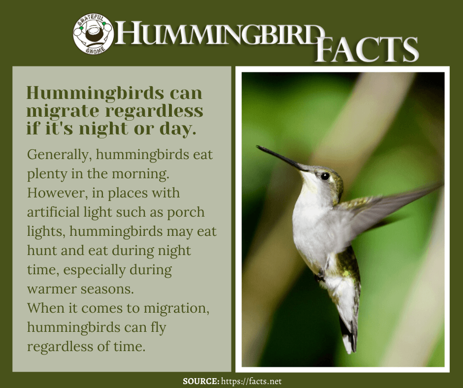 Hummingbird Facts – Grateful Gnome