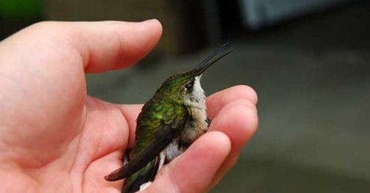 Hummingbird Rescue, Care and First-Aid – Grateful Gnome