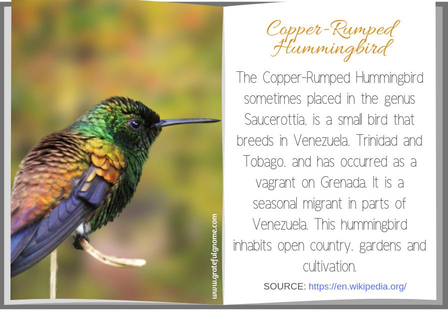 Hummingbird Species List - Copper-Rumped Hummingbird – Grateful Gnome