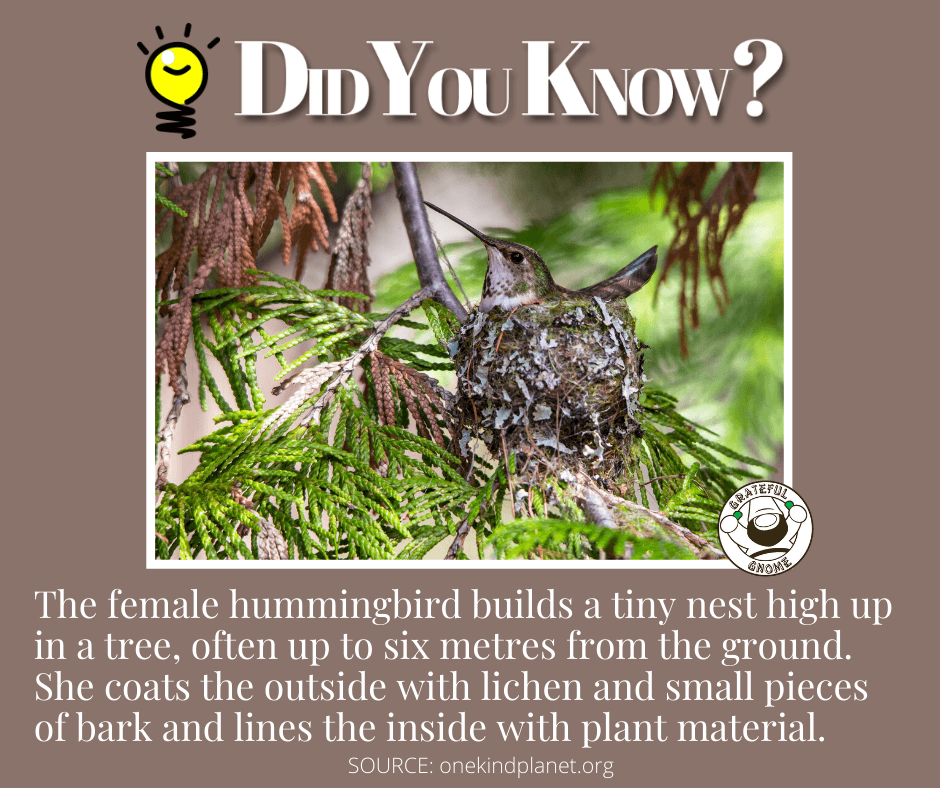 Hummingbird Trivia – Grateful Gnome