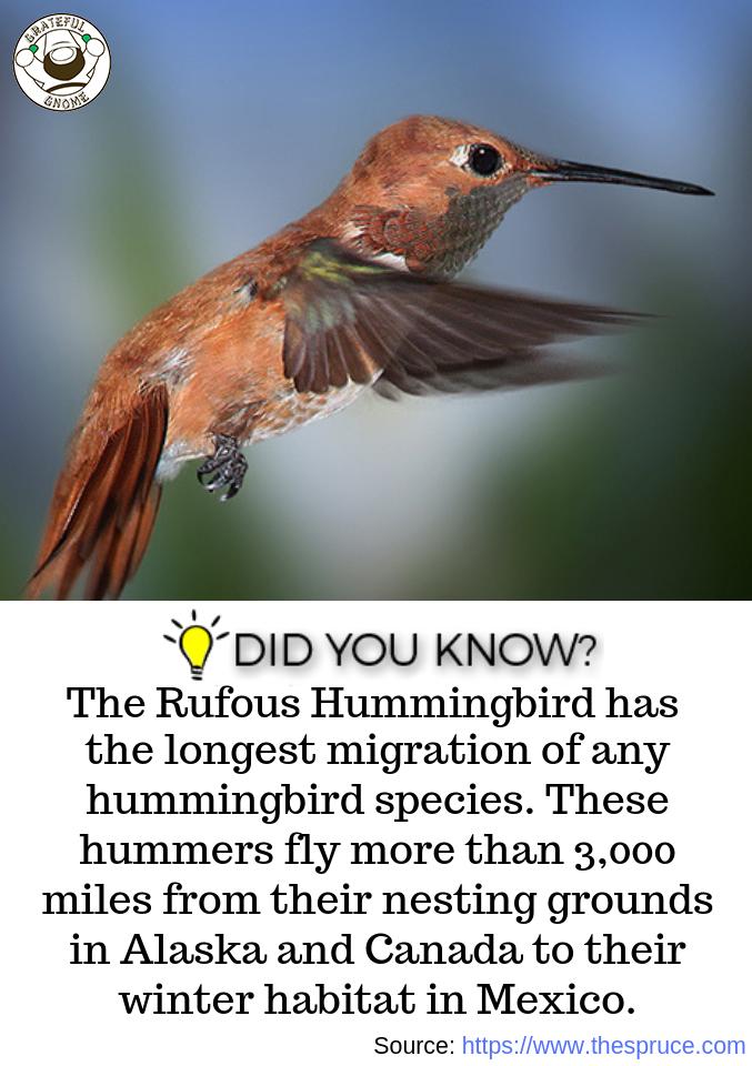Hummingbird Trivia – Grateful Gnome