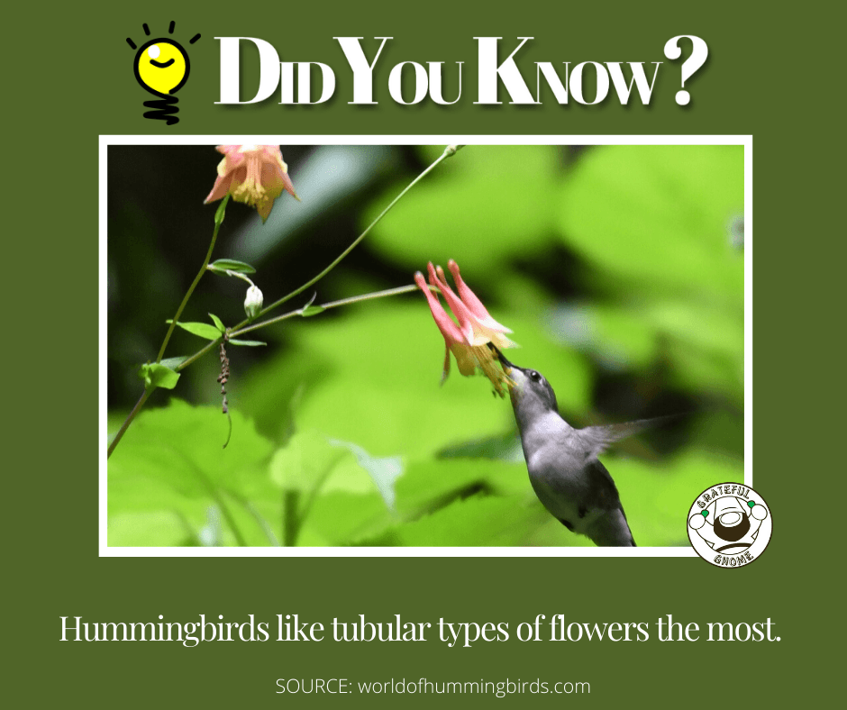 Hummingbird Trivia – Grateful Gnome
