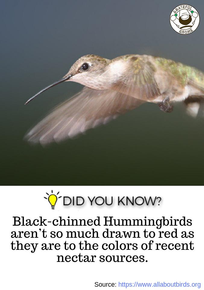 Hummingbird Trivia – Grateful Gnome