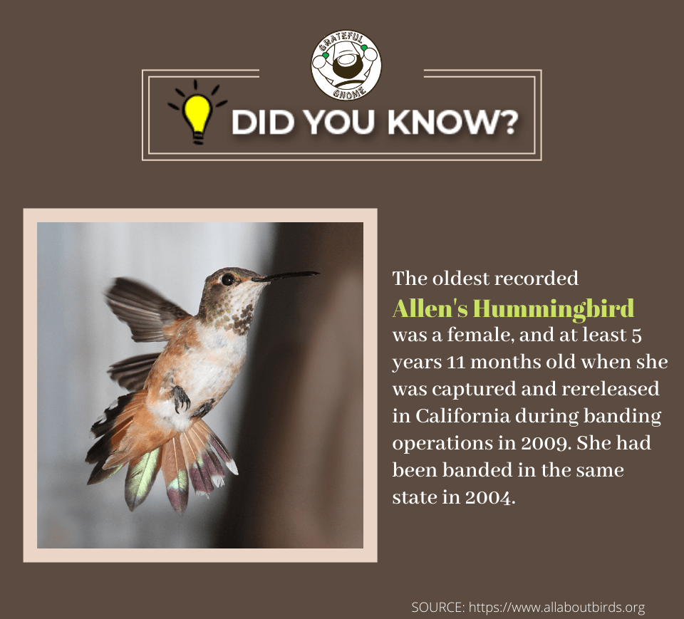 Hummingbird Trivia – Grateful Gnome