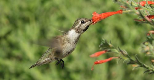 hummingbirds-can-smell-their-way-out-of-danger