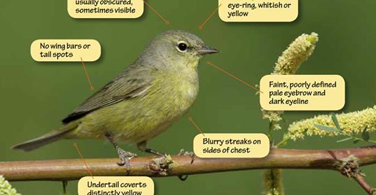 Identifying Orange-crowned Warbler and Tennessee Warbler