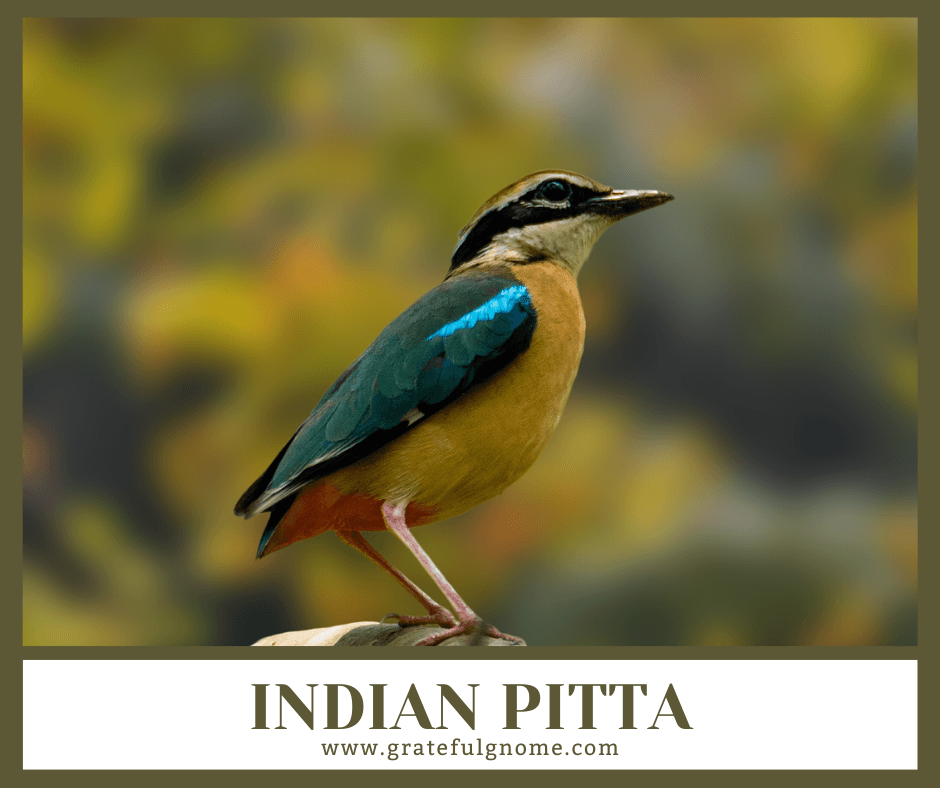 Indian Pitta – Grateful Gnome