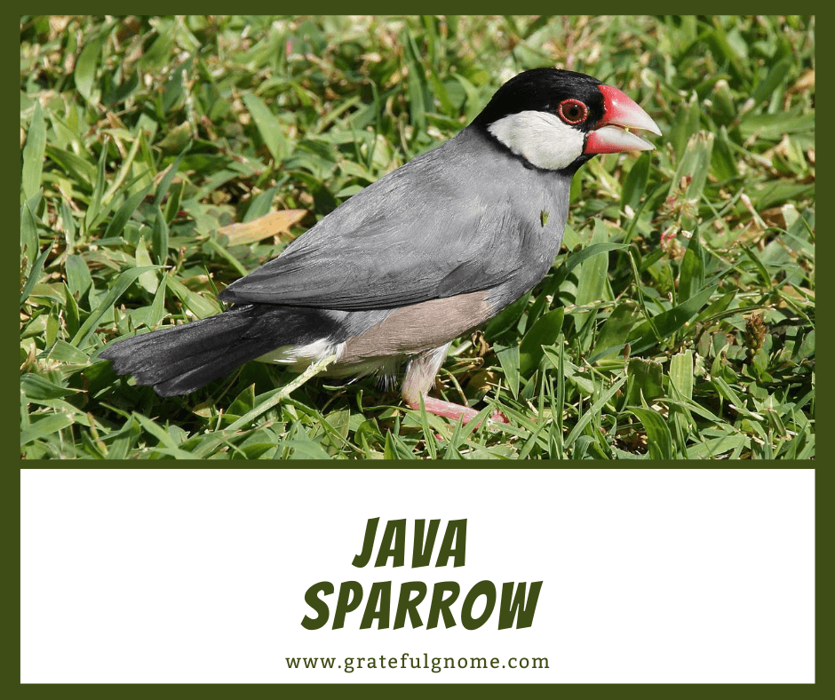 Java Sparrow – Grateful Gnome