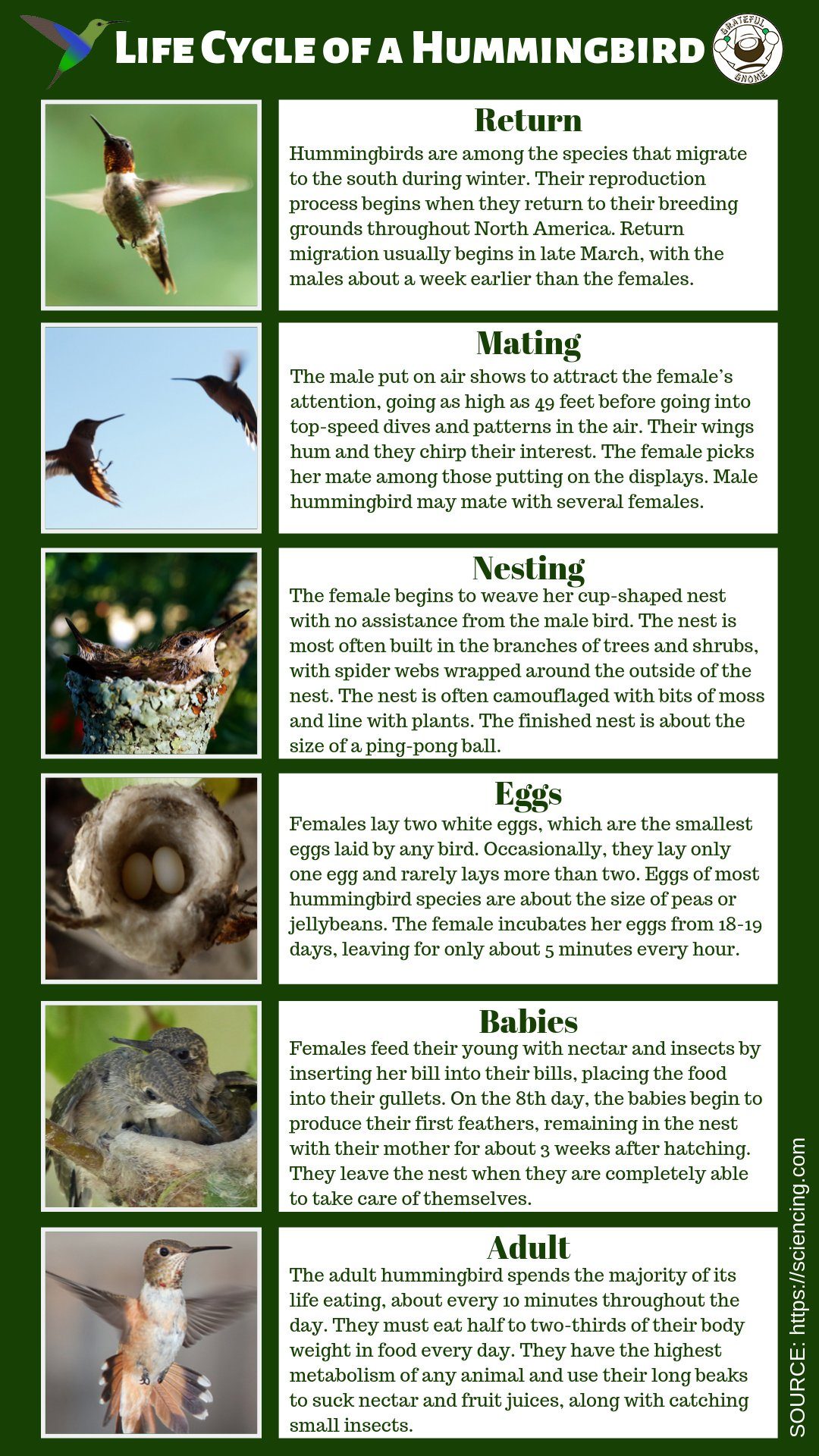 Hummingbird Life Cycle