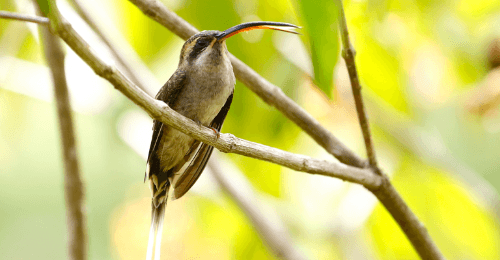 Long-billed Hermit – Grateful Gnome