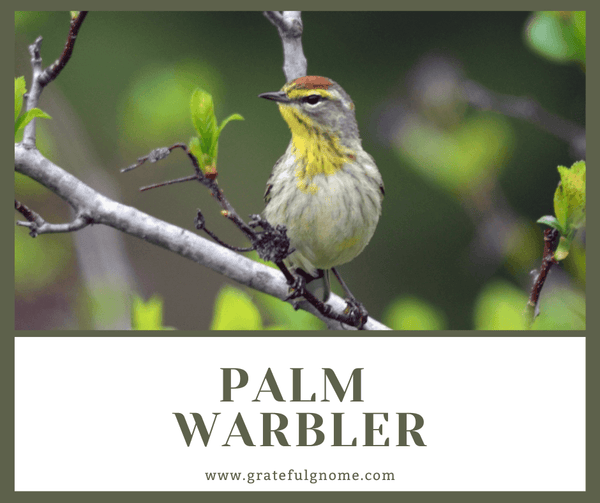 Palm Warbler
