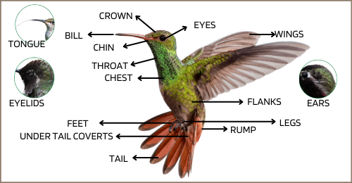 Parts Of A Hummingbird - Hummingbird Anatomy – Grateful Gnome