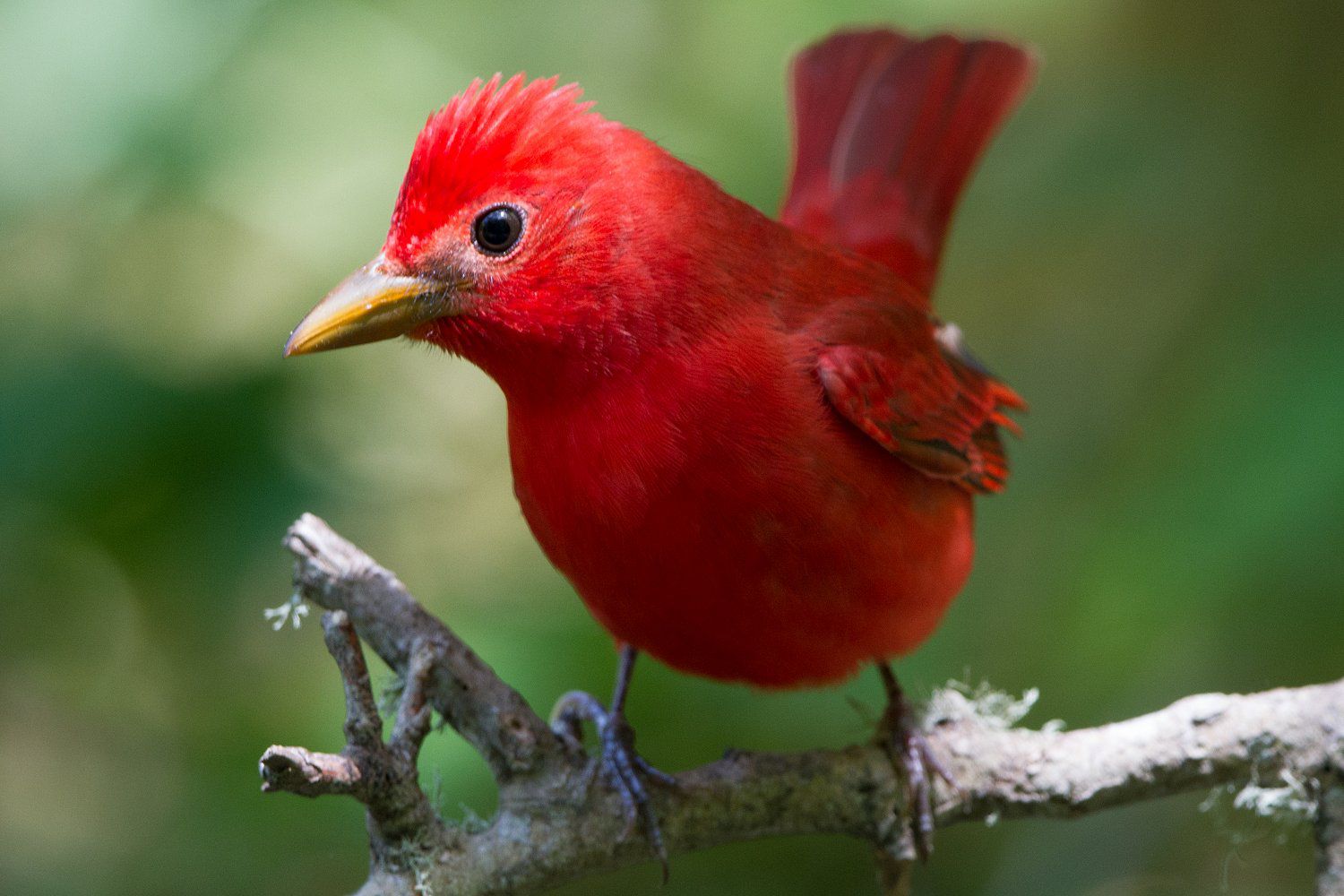 Red Birds: Pictures of 12 Red Birds From Around the World