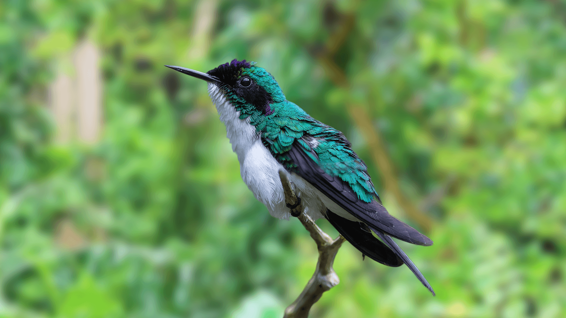 Purple-crowned Fairy – Grateful Gnome