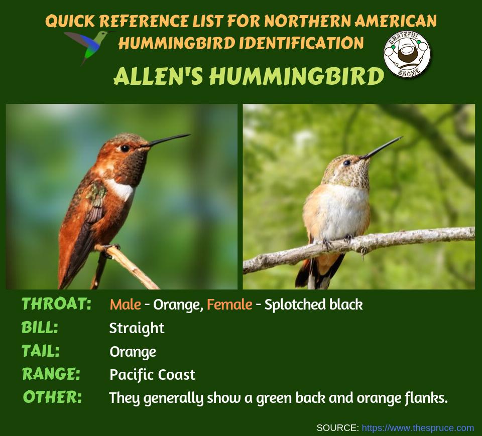 Quick Reference List for Northern American Hummingbird Identification ...