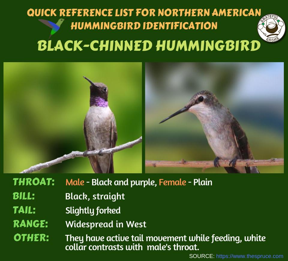 Quick Reference List for Northern American Hummingbird Identification ...
