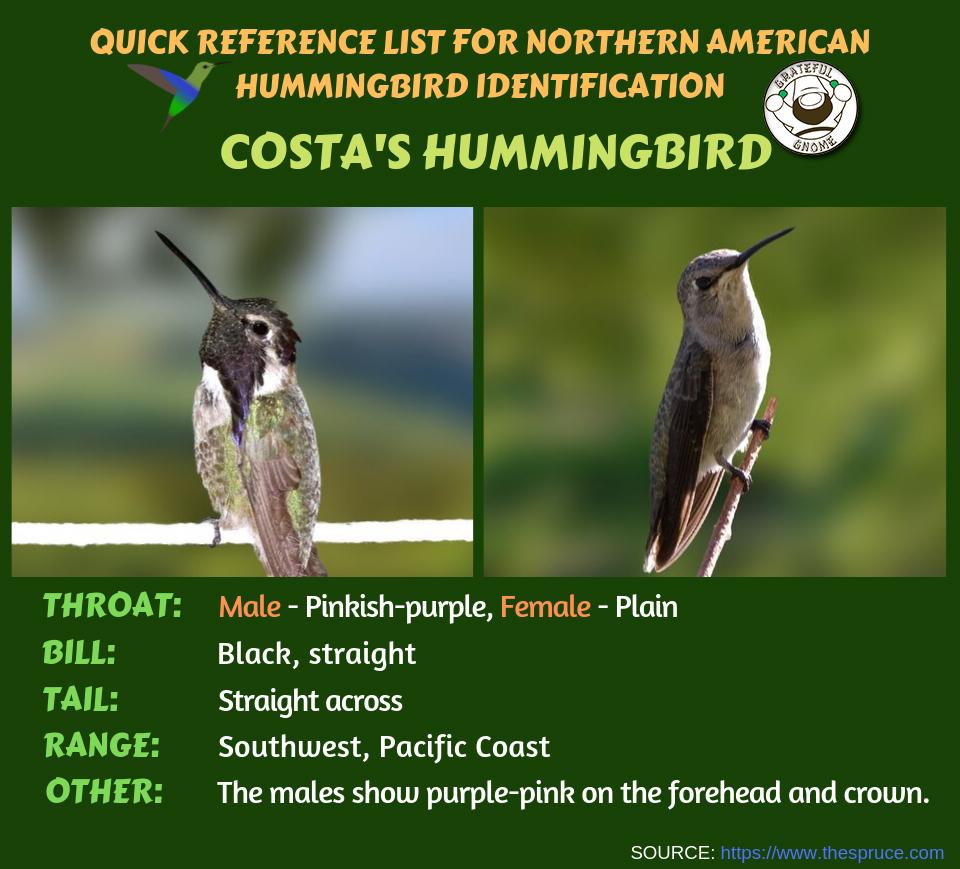 Quick Reference List for Northern American Hummingbird Identification ...