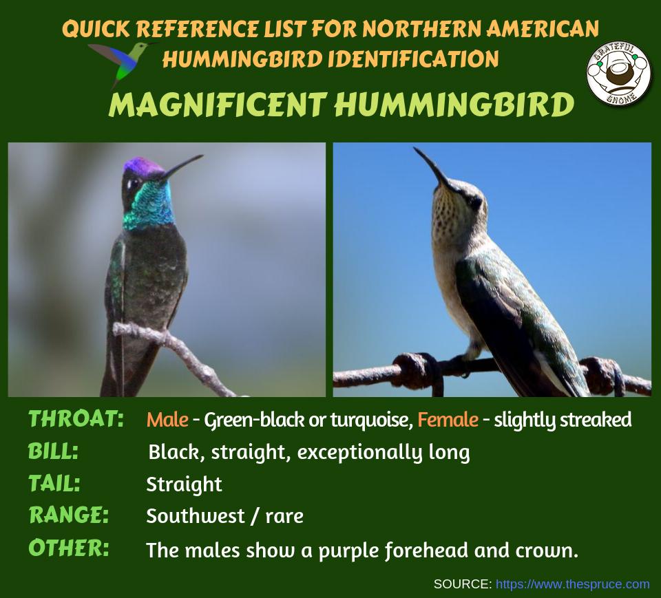 Quick Reference List for Northern American Hummingbird Identification ...