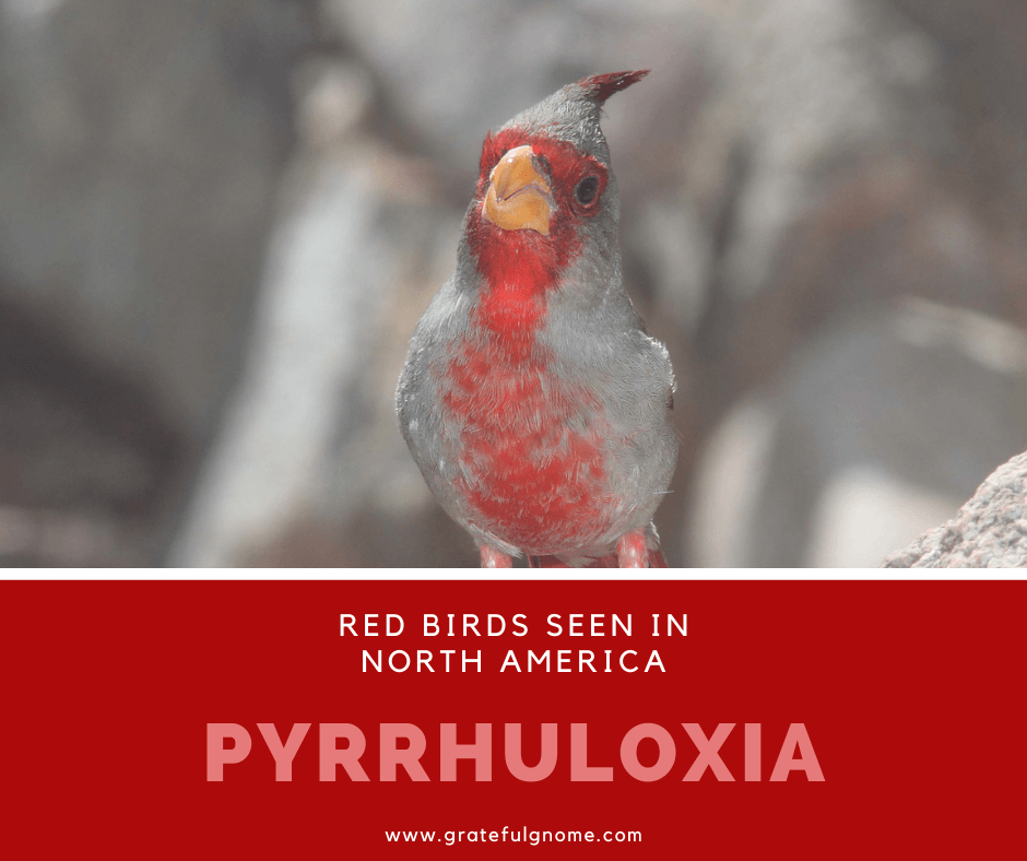 Pyrrhuloxia - Wikipedia