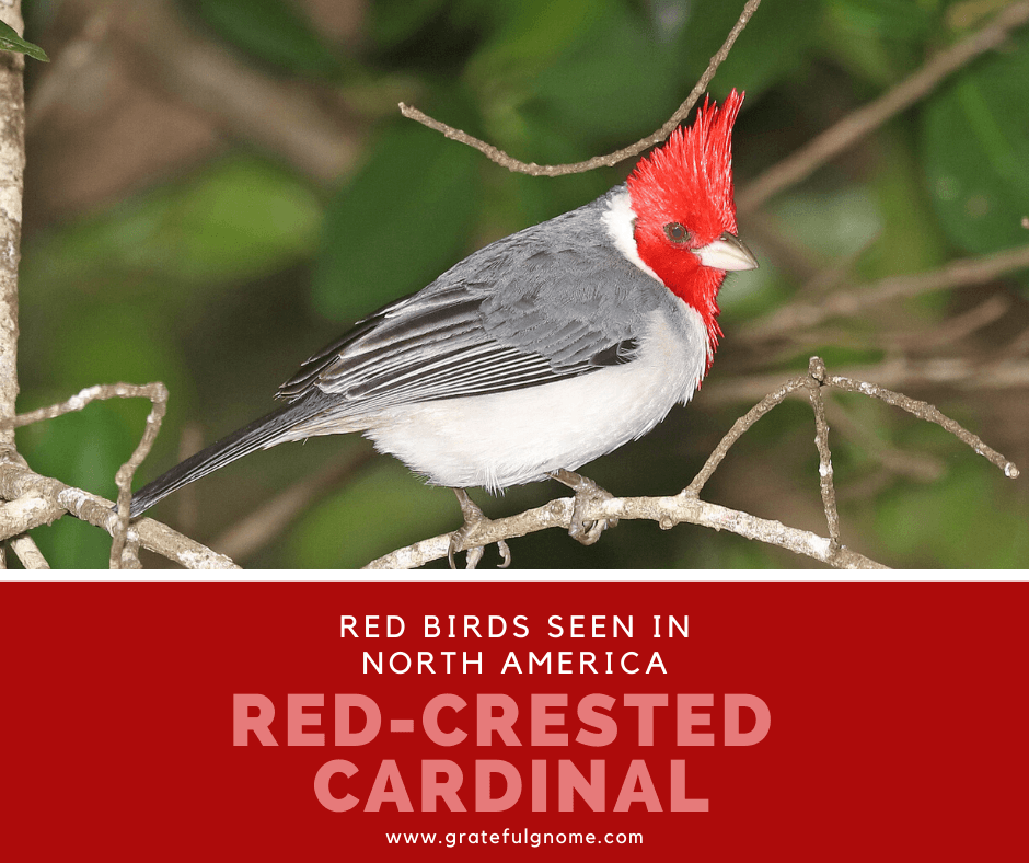 Red Birds Seen in North America - Red-Crested Cardinal – Grateful Gnome