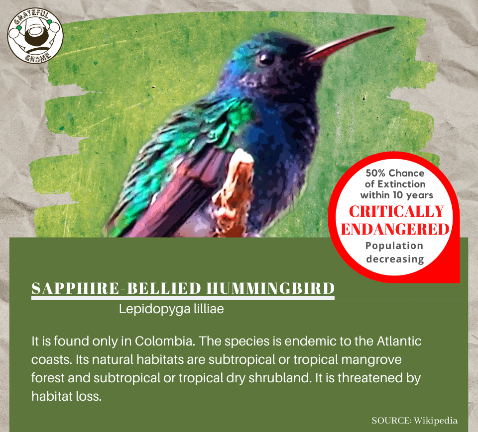 Sapphire-bellied Hummingbird (Endangered Hummingbird Species ...