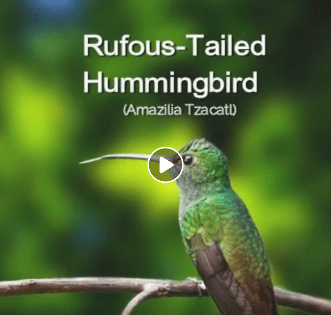 Strange and Beautiful Hummingbird Species – Grateful Gnome